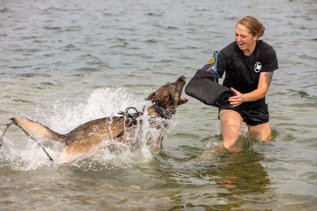 A military working dog in a body of water bites a trainer wearing a protective sleeve.