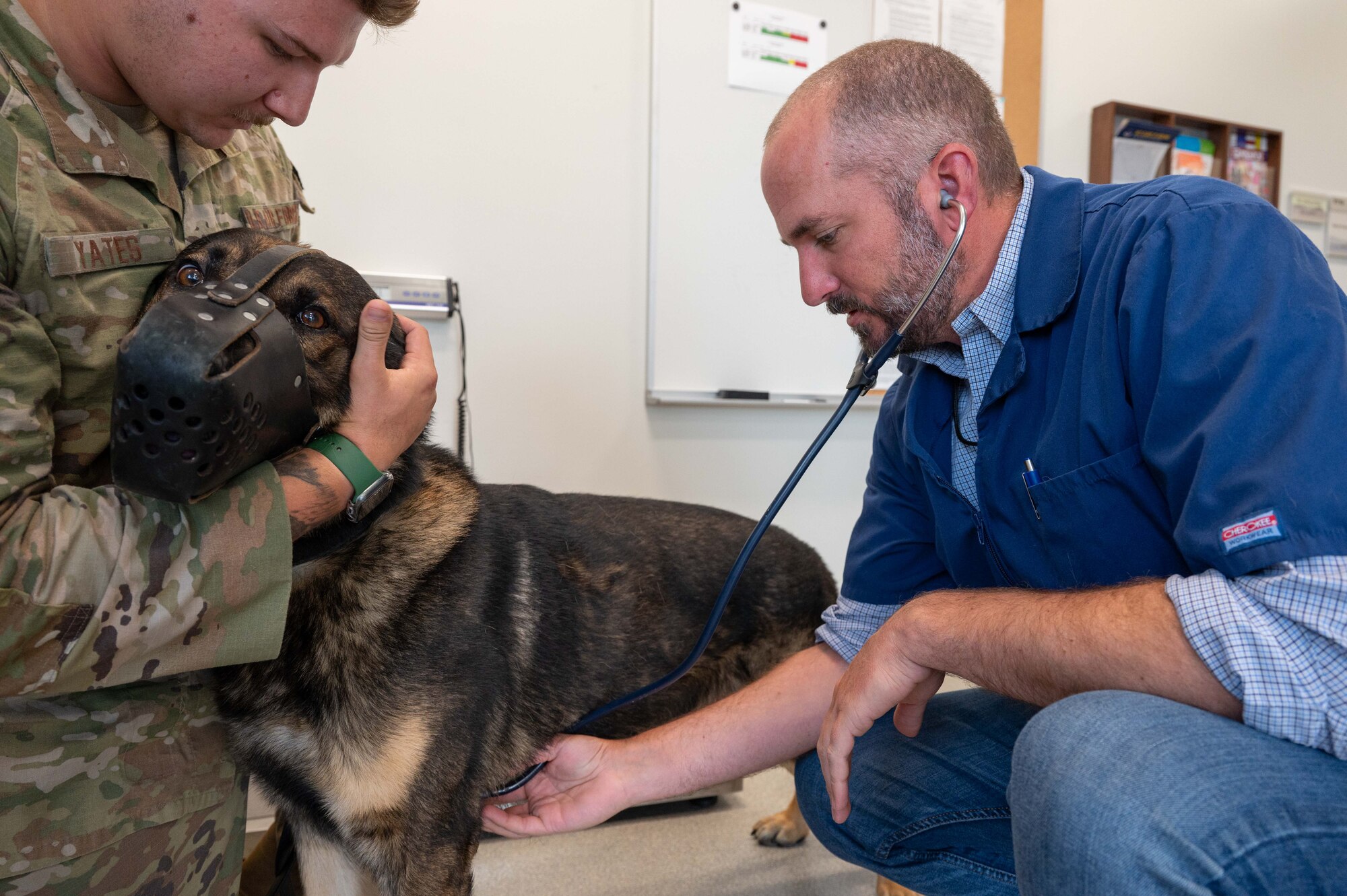 The veterinary clinic sees a Military Working Dog for a checkup
