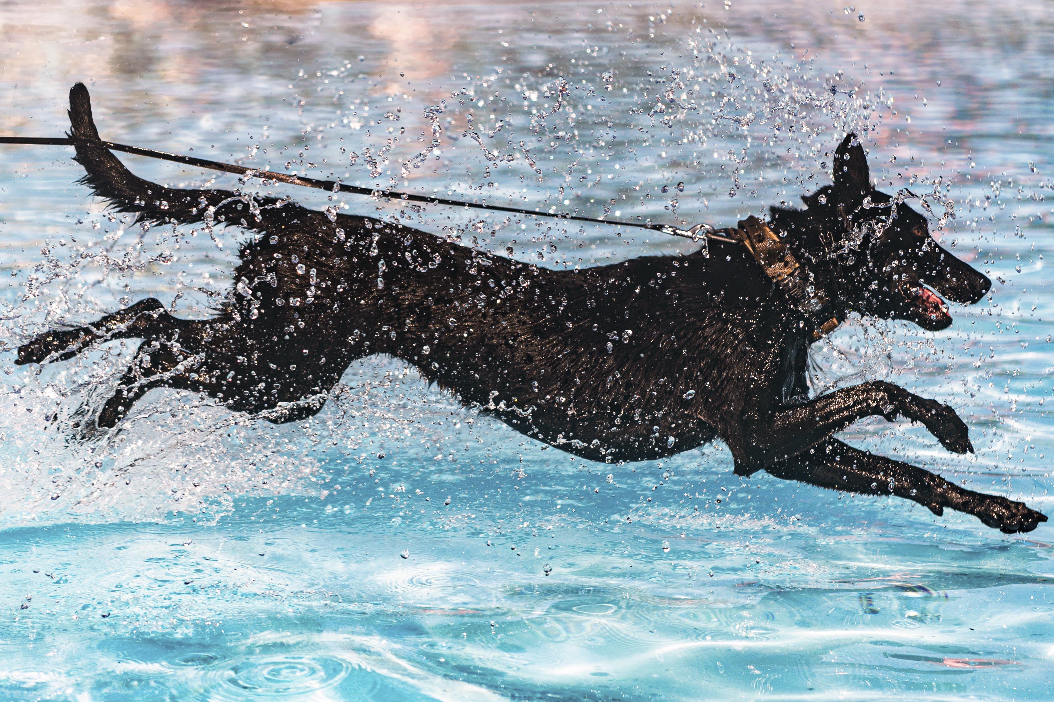 Splish Splash