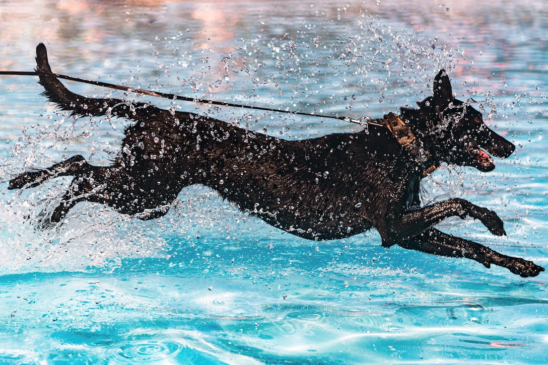 A military working dog on a leash jumps into a pool of water.
