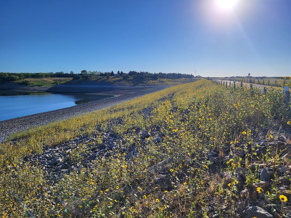 The sun shines on a field of flowers and grass with a body of water in the upper left corner