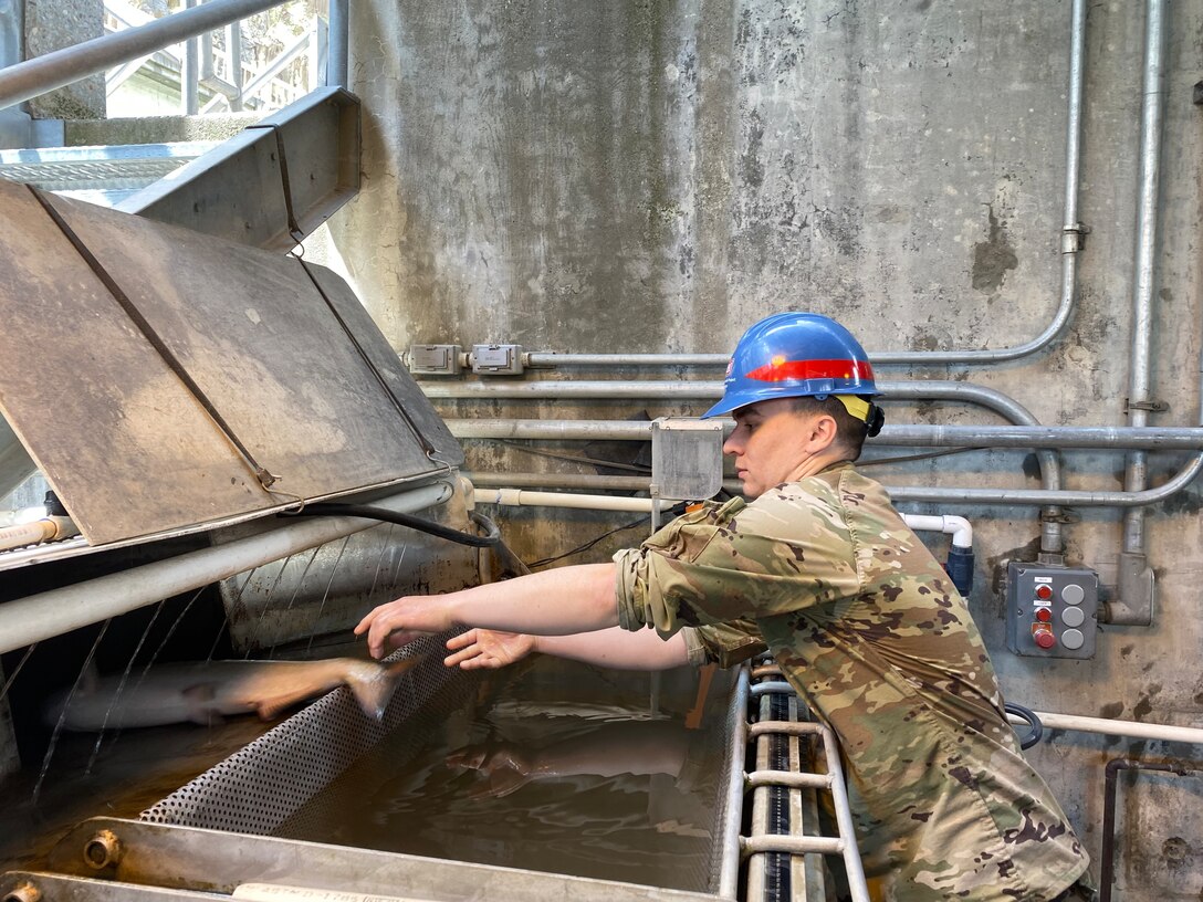 CDT Marsh directs Salmon in the Adult Fish Facility at Lower Granite Lock and Dam.