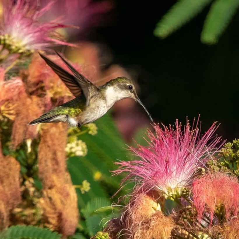 A hummingbird feeds at Patoka Lake, US
Army Corps of Engineers, Louisville District in Dubois,
Indiana prior to migrating south for the winter. 📸 by
visitor John Dattilo