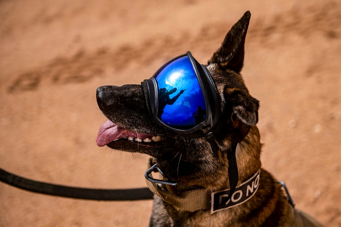 A sitting, leashed dog wears blue goggles, which show a reflection of an airman pointing.