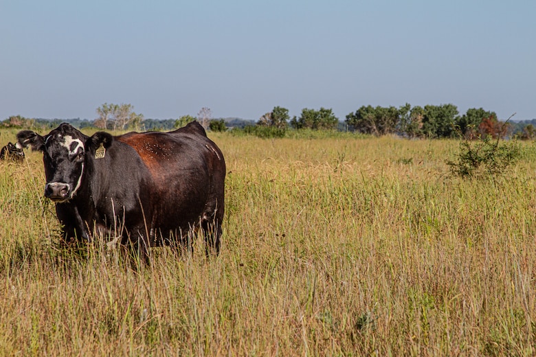 Cattle graze on U.S. Army Corps of Engineers land at Kanopolis Lake in the Kansas City District during Col. Geoff Van Epps', Northwestern Division commander, visit to the Kansas City District on Aug. 10, 2022. Photo by Eileen Williamson, Northwestern Division Deputy Chief of Public Affairs.