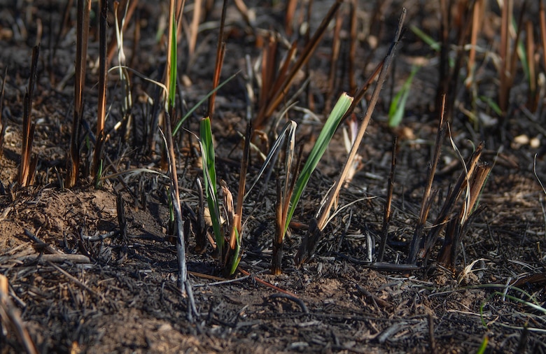 Plants sprout through the ground a few days after a prescribed fire was conducted by U.S. Army Corps of Engineers personnel at Kanopolis Lake in the Kansas City District on Aug. 10, 2022. Photo by Reagan Zimmerman, Public Affairs Specialist.