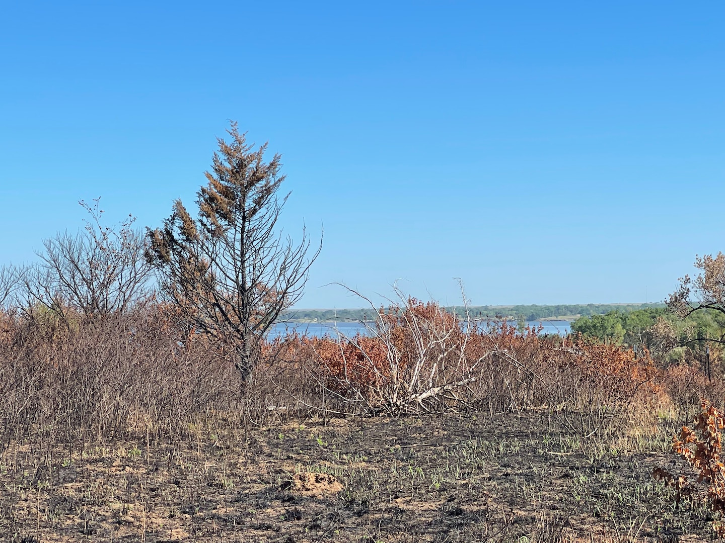 Green plants sprout from the ground a few days after a prescribed fire was conducted by U.S. Army Corps of Engineers personnel at Kanopolis Lake in the Kansas City District on Aug. 10, 2022. Photo by Eileen Williamson, Northwestern Division Deputy Chief of Public Affairs