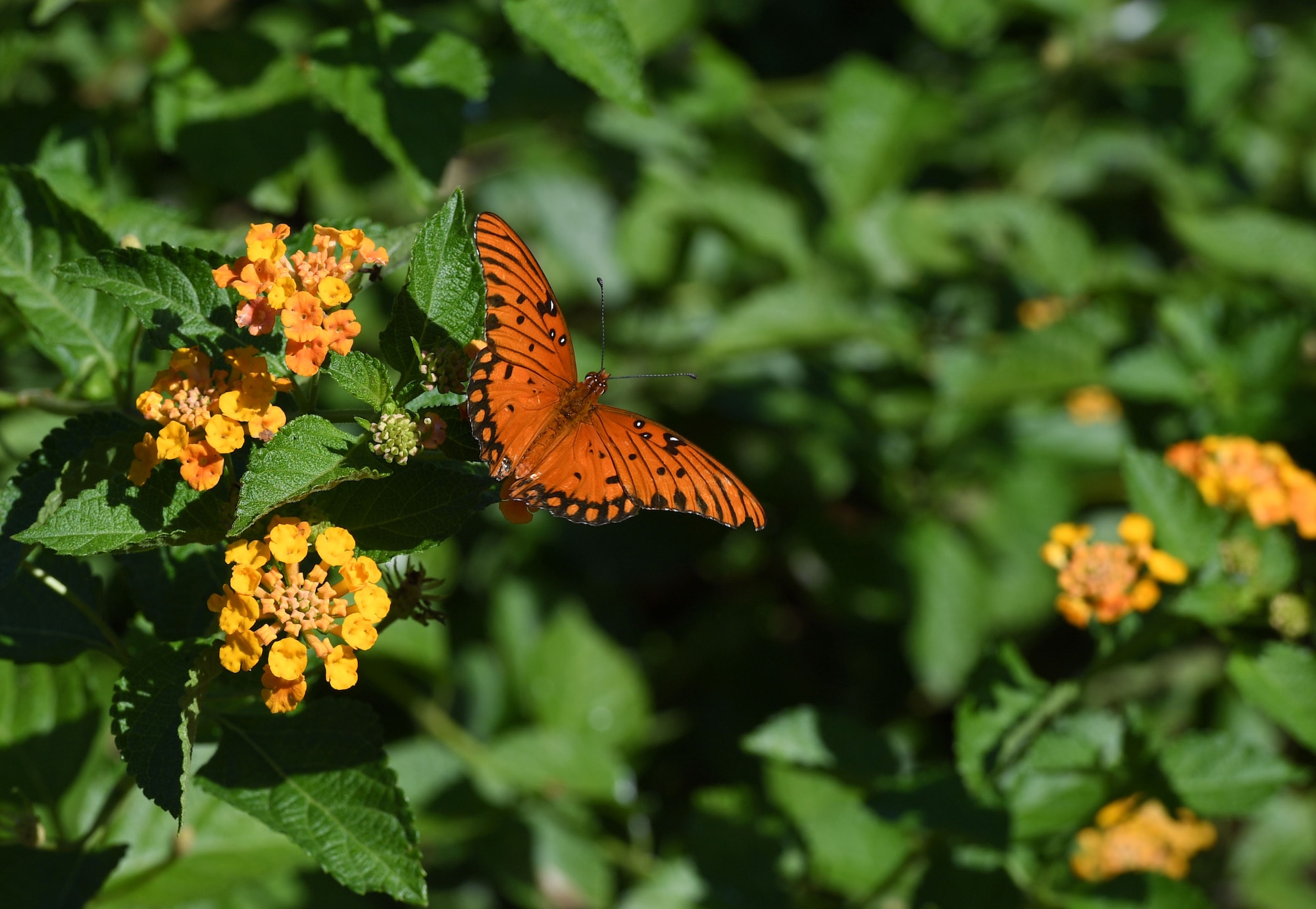 A butterfly sits on a flower during the Air Force Families Forever Fallen Hero Butterfly Release at the marina park at Keesler Air Force Base, Mississippi, Sept. 23, 2022. The garden serves as a designated location where the families of our fallen heroes can find a serene area to pay tribute to their loved one as well as honoring our fallen service members. (U.S. Air Force photo by Kemberly Groue)