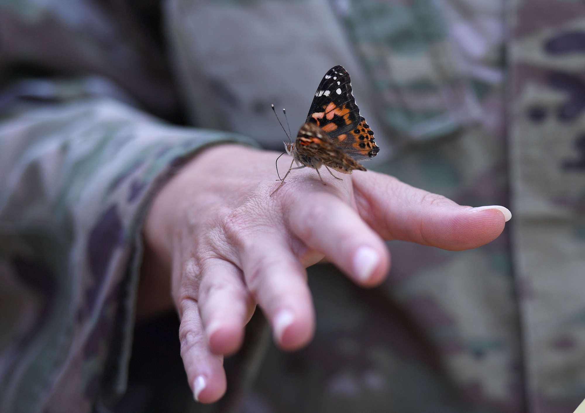 U.S. Air Force Master Sgt. Stephanie Todaro, 81st Comptroller Squadron first sergeant, releases a butterfly during the Air Force Families Forever Fallen Hero Butterfly Release at the marina park at Keesler Air Force Base, Mississippi, Sept. 23, 2022. The garden serves as a designated location where the families of our fallen heroes can find a serene area to pay tribute to their loved one as well as honoring our fallen service members. (U.S. Air Force photo by Kemberly Groue)