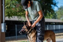 341st Training Squadron implements gentle leaders for MWDs
