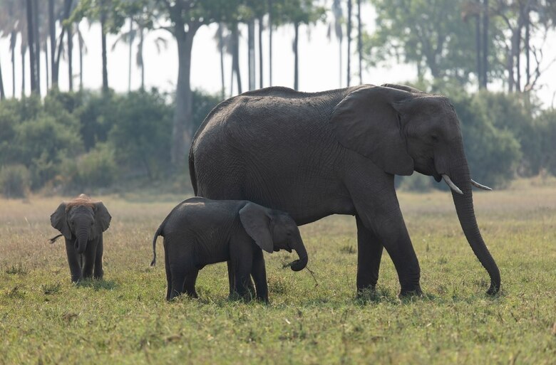 Seasonal influxes of floodwater into the Okavango Delta attract an incredible biodiversity of wildlife.