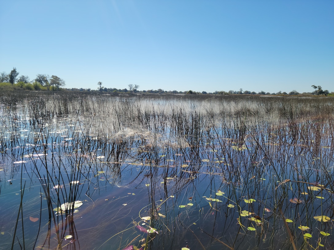 A small portion of the flooded Okavango Delta is shown where the water is clear for about a foot or more. Locals claim this water is so clean that a person can drink directly from it.