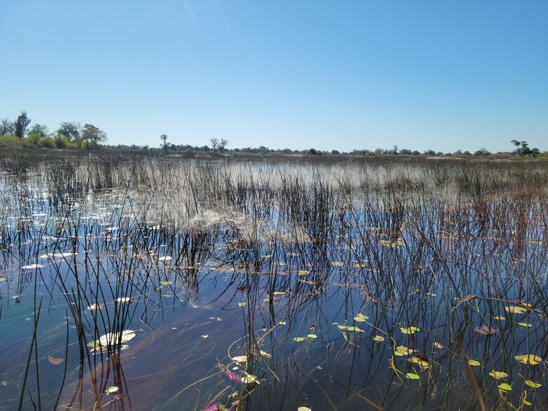 A small portion of the flooded Okavango Delta is shown where the water is clear for about a foot or more. Locals claim this water is so clean that a person can drink directly from it.