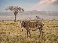 Zebra grazes on African race course