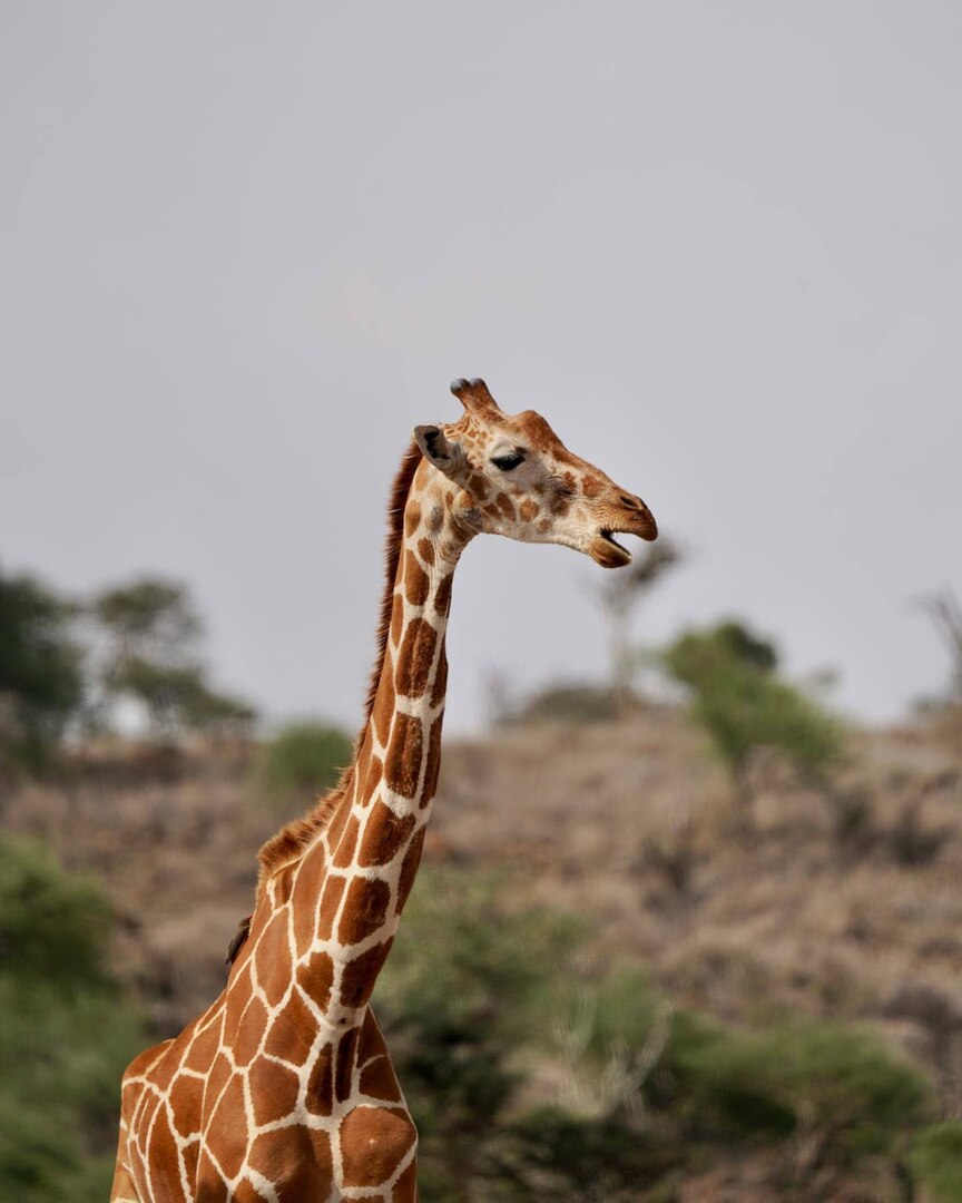 Giraffe walks beside African race course.