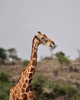 Giraffe walks beside African race course.