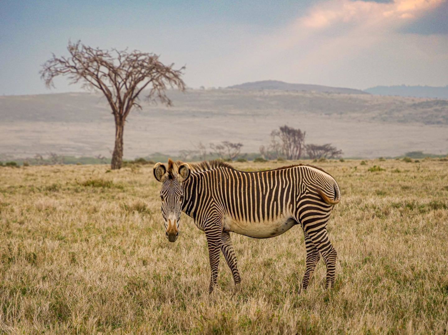 Zebras graze near the course of the For Rangers Ultramarathon Sept. 15, 2022, in Kenya, Africa. Senior Master Sgt. Jeff Delorey, the superintendent of health services with the 157th Medical Group, finished first out of 60 competitors during the 143-mile race.