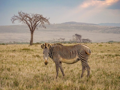 Zebras graze near the course of the For Rangers Ultramarathon Sept. 15, 2022, in Kenya, Africa. Senior Master Sgt. Jeff Delorey, the superintendent of health services with the 157th Medical Group, finished first out of 60 competitors during the 143-mile race.
