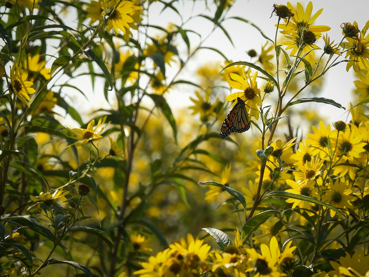 A monarch butterfly pollinates a tickseed sunflower Sept. 15, 2022, at Huffman Prairie on Wright-Patterson Air Force Base, Ohio. Huffman Prairie is the largest in Ohio, and its 109 acres are home to more than 300 species of wildflowers. (U.S. Air Force photo by Matthew Clouse)