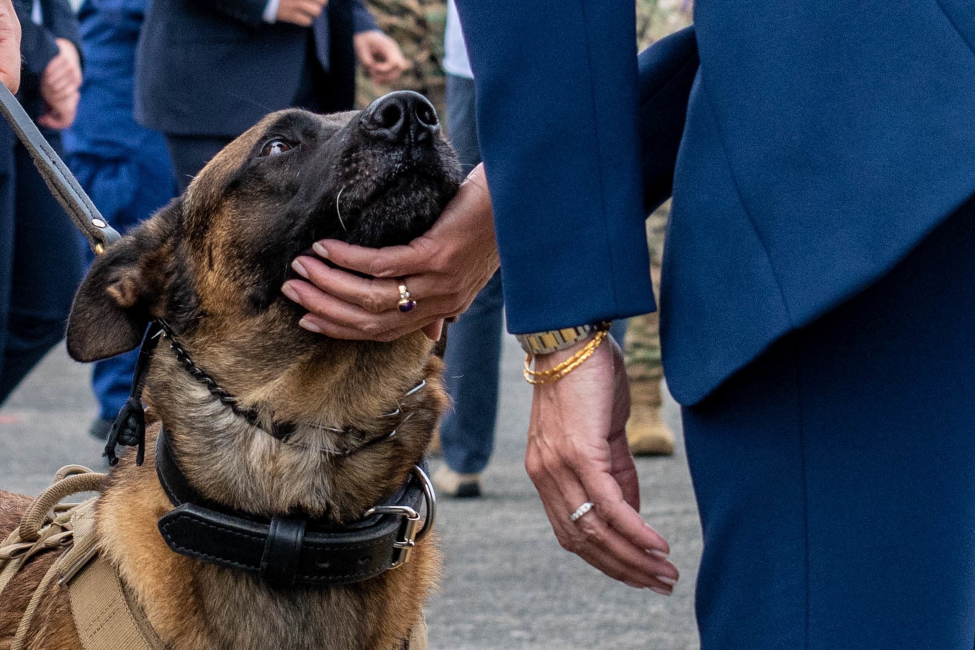 Vice President Harris greets a military working dog
