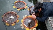 Jorge Bogantes Montero, Anacostia Watershed Society stewardship program specialist, ties buckets of mussels to the docks of the marina during a mussel release event at Joint Base Anacostia-Bolling, Washington, D.C., April 1, 2022. The Anacostia Watershed Society came to JBAB to teach DC LEARN students about mussels and how they will be used to help clean the Anacostia River, while also conducting research on the best locations for mussels to live so they can clean the river. (U.S. Air Force photo by Staff Sgt. Stuart Bright)