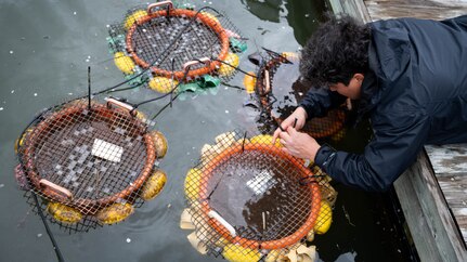 Jorge Bogantes Montero, Anacostia Watershed Society stewardship program specialist, ties buckets of mussels to the docks of the marina during a mussel release event at Joint Base Anacostia-Bolling, Washington, D.C., April 1, 2022. The Anacostia Watershed Society came to JBAB to teach DC LEARN students about mussels and how they will be used to help clean the Anacostia River, while also conducting research on the best locations for mussels to live so they can clean the river. (U.S. Air Force photo by Staff Sgt. Stuart Bright)