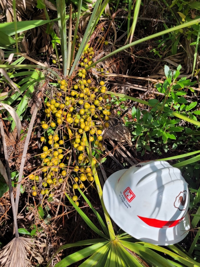 Every year, Savannah District foresters allows a select contractor access to gather the berries. Prior to each season, the Directorate of Public Works Forestry Department at Fort Stewart identifies areas to be harvested and seeks the required environmental approval. Savannah District real estate foresters then oversees the operation by selling the available berries to the highest bidder. In a typical year, the Corps earns anywhere between $50,000 to $80,000 but this year was an especially good crop and earned more than $105,000, sold at the rate of $1.20 per pound.