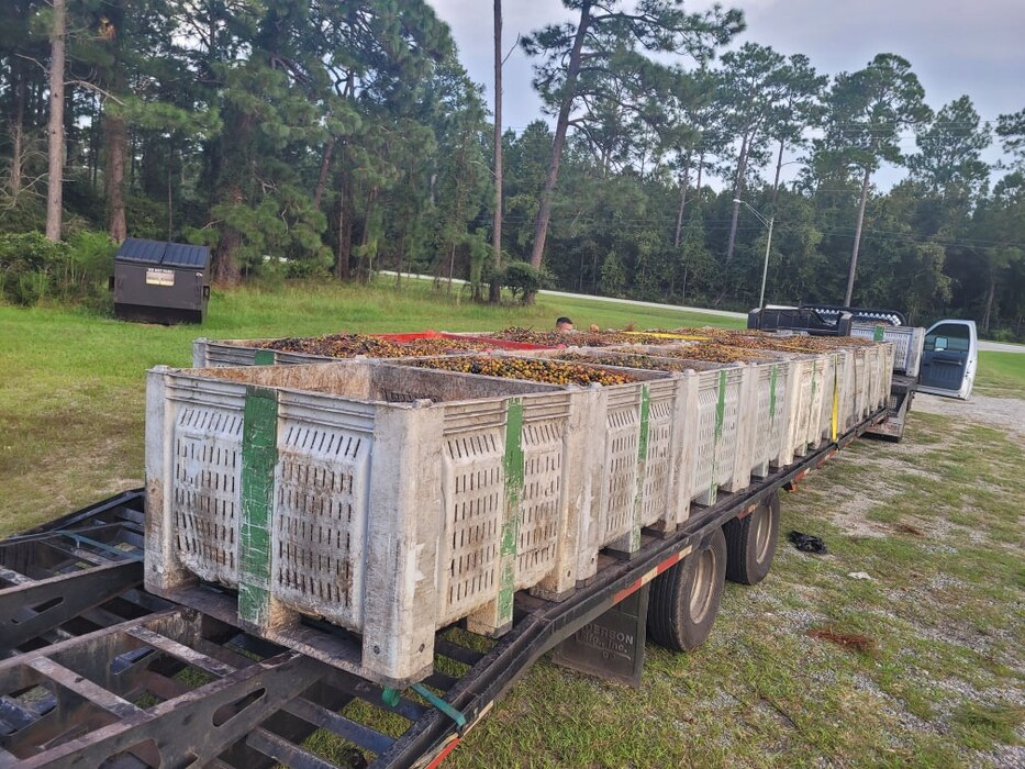 Every year, Savannah District foresters allows a select contractor access to gather the berries. Prior to each season, the Directorate of Public Works Forestry Department at Fort Stewart identifies areas to be harvested and seeks the required environmental approval. Savannah District real estate foresters then oversees the operation by selling the available berries to the highest bidder. In a typical year, the Corps earns anywhere between $50,000 to $80,000 but this year was an especially good crop and earned more than $105,000, sold at the rate of $1.20 per pound.