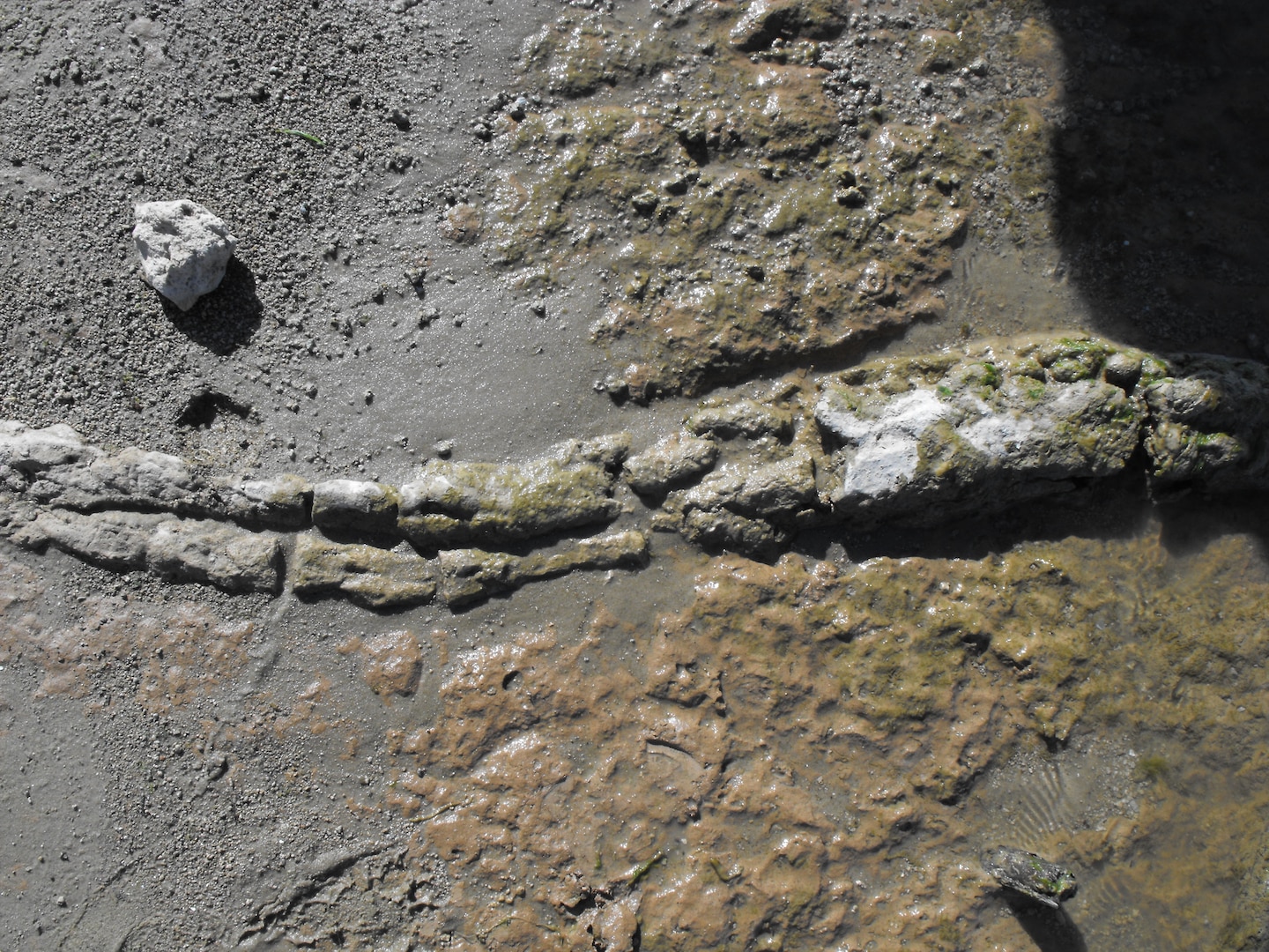 Sanctioned paleontological dig at Central Texas lake in June of 2016