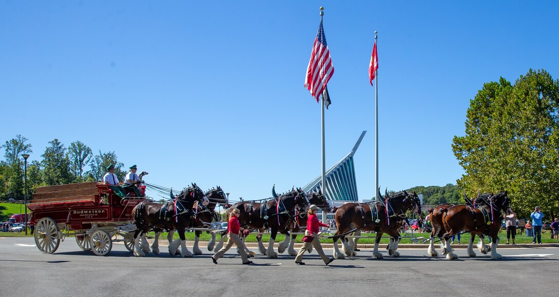 The world-renowned Budweiser Clydesdales parade around the parking lot of the National Museum of the Marine Corps in Triangle, Virginia, Sept. 23, 2022. The Clydesdales travel to hundreds of appearances each year throughout North America and previously made appearances at the museum in 2010. The event aimed to educate the public about the Marine Corps museum and show appreciation to the local community. (U.S. Marine Corps photo by Lance Cpl. Kayla LeClaire)