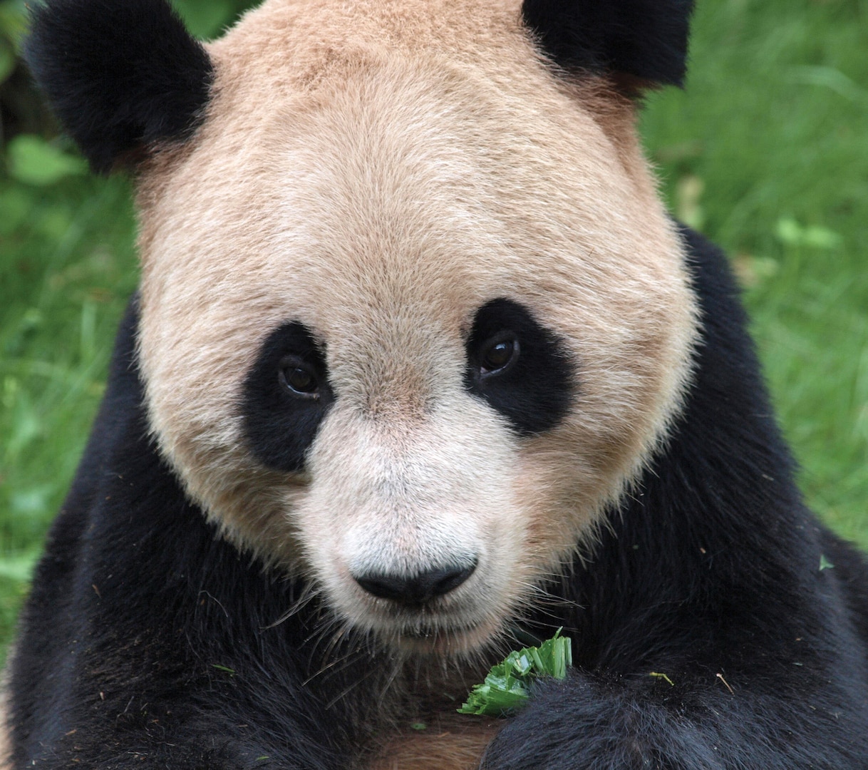Photo of panda by Digital Story. June 27, 2008