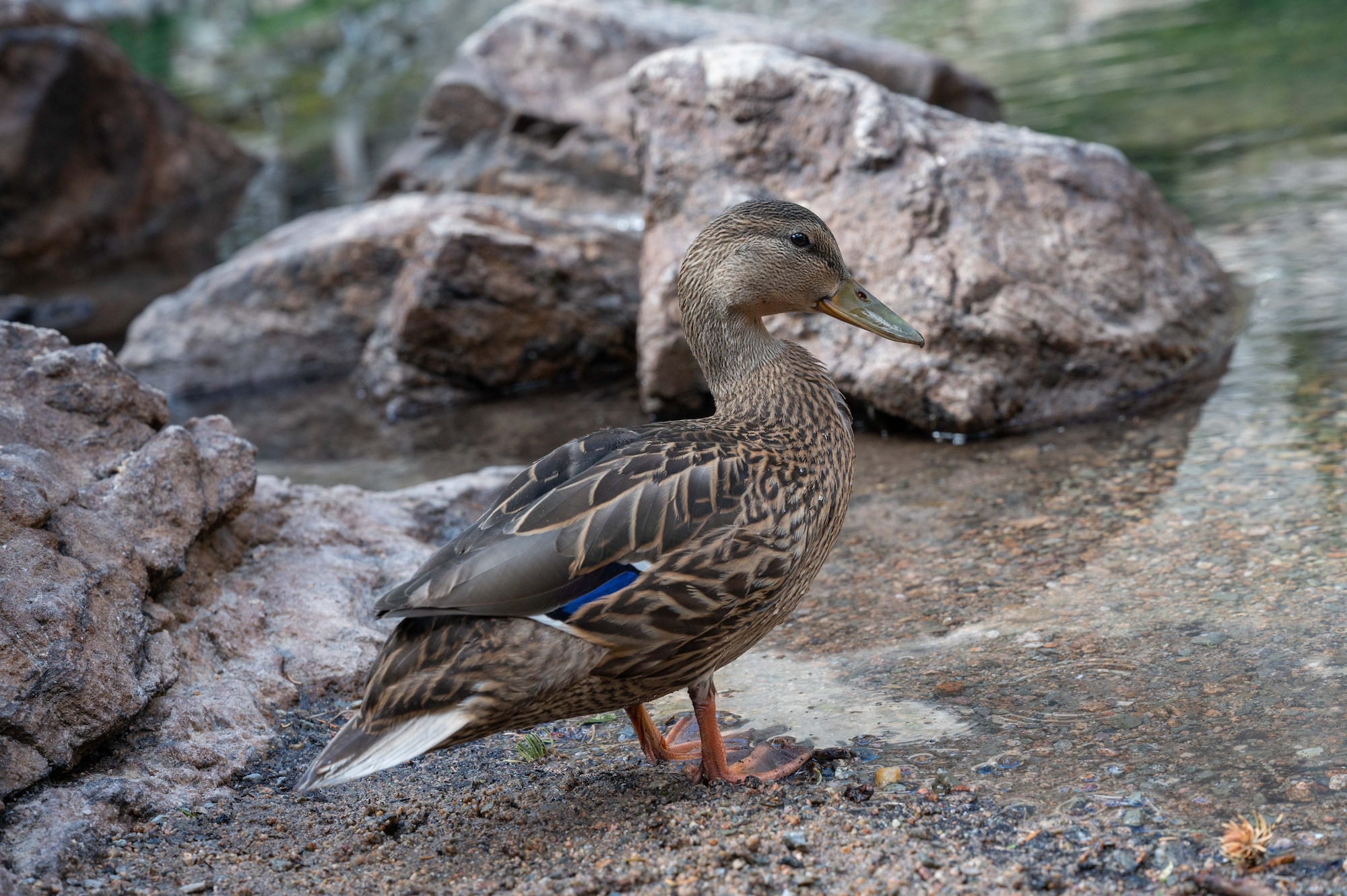A duck in Rocky Mountain National Park