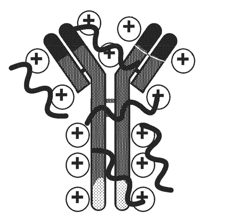 A general approach to modify any protein or antibody into a stable protein or antibody.