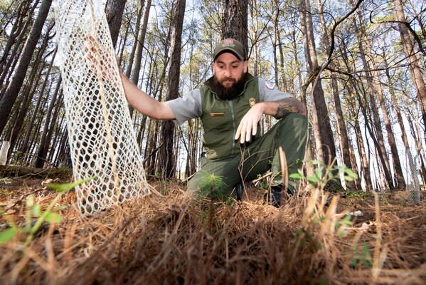 Park Ranger Steve Acuff, biologist and natural resources specialist at Cheatham Lake, checks a pine seedling March 27, 2023, that he planted in a mature pine canopy near Cheatham Dam in Ashland City, Tennessee. Acuff, who is also an arborist, singlehandedly planted 1,500 of these pine seedlings in hopes that at least 10 percent of them would survive and thrive to keep the forest viable well into the future. (USACE Photo by Lee Roberts)