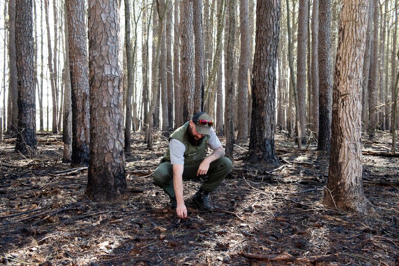 Park Ranger Steve Acuff, biologist and natural resources specialist at Cheatham Lake, checks a portion of a pine forest March 27, 2023, where he conducted prescribed burns to restore the understory to provide habitat for a number of plant and animal species that are restricted to or found mostly in longleaf pine communities. It also helps restore diverse ground layers of grasses, herbs, and small shrubs. (USACE Photo by Lee Roberts)