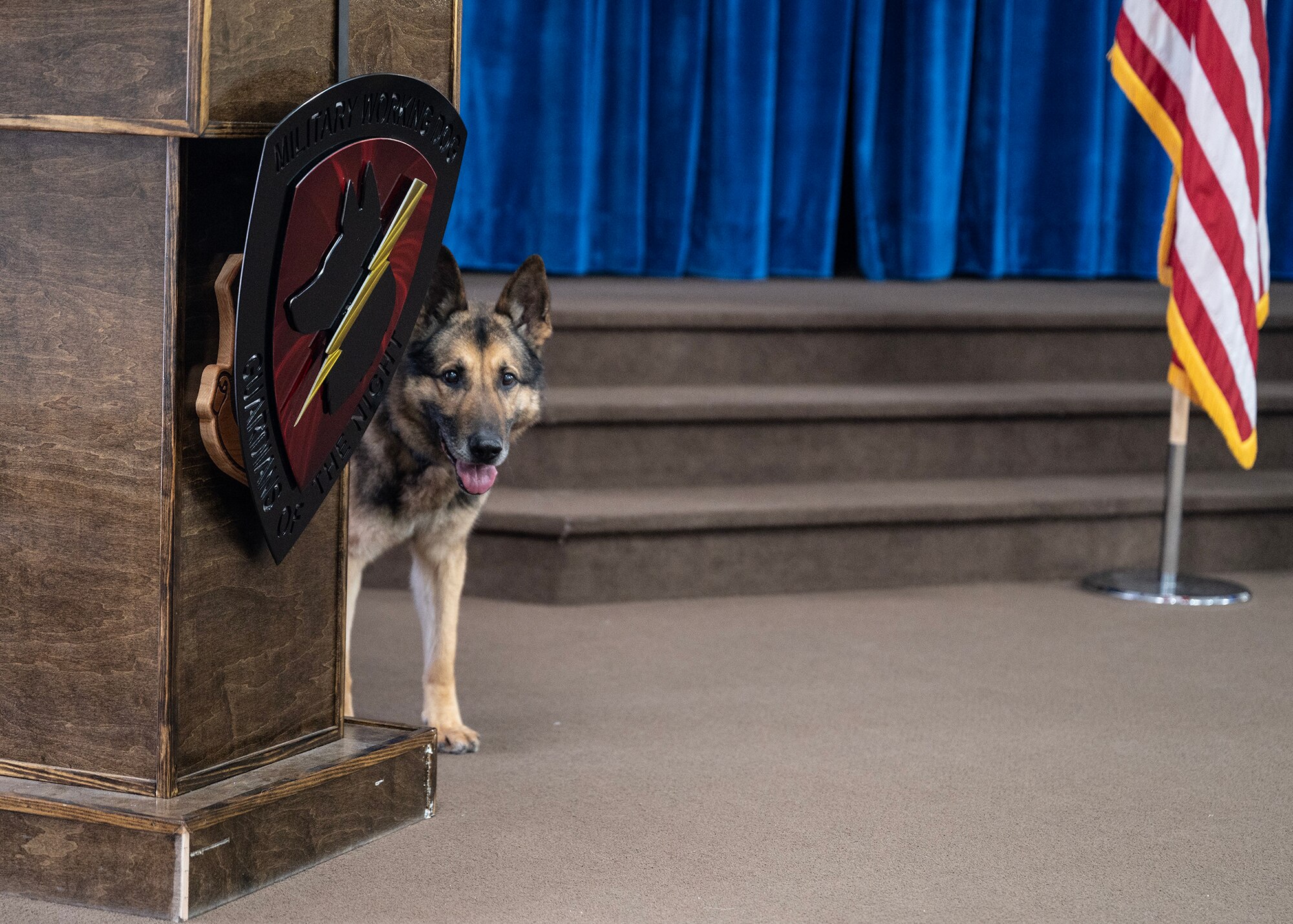 german shepherd dog poking his head around a podium