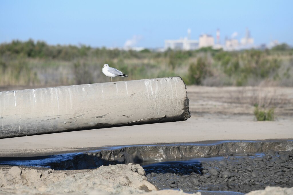 bird sitting on pipe