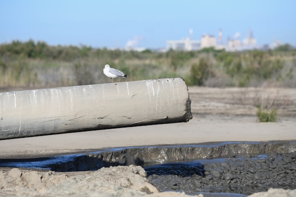 bird sitting on pipe