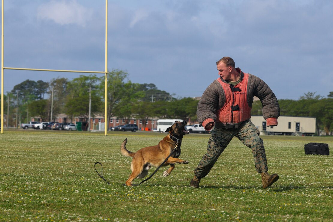 A U.S. Marine with 2nd Supply Battalion, 2nd Marine Logistics Group, demonstrates the capabilities of a military working dog during a unit family day on Camp Lejeune, North Carolina, April 6, 2023. Marines with 2nd Supply Battalion conducted a unit family day to increase camaraderie, boost morale, and to grow connections with friends and family.