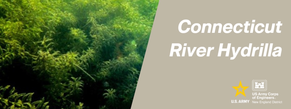 Connecticut River Hydrilla graphic