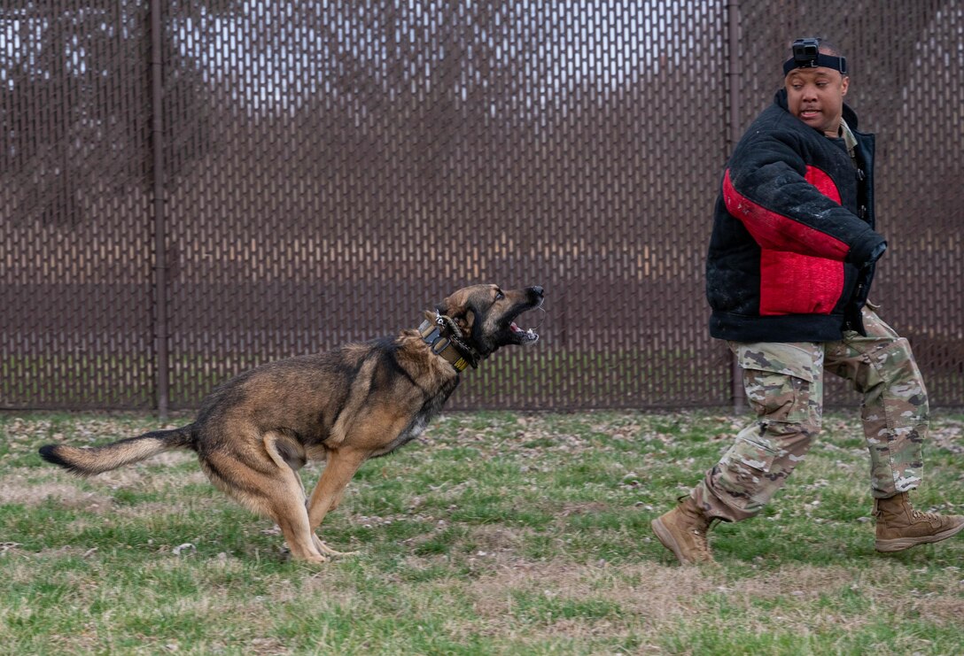 An airman runs from a military working dog during training.