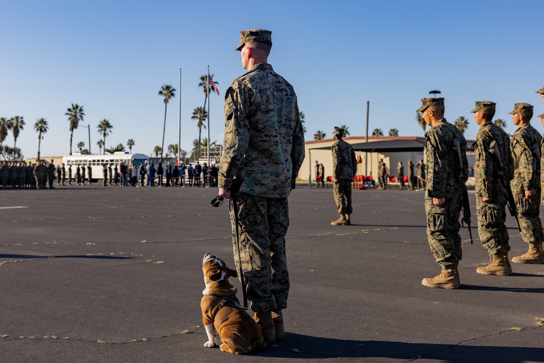 U.S. Marine Corps recruit Bruno, the mascot in training, participates in a Eagle, Globe, and Anchor ceremony after his crucible hike at Marine Corps Base Camp Pendleton, Calif, April 5, 2023. The Mascot’s job is to boost morale, perform outreach work and participate in events and ceremonies. (U.S. Marine Corps photo by Lance Cpl. Jacob B. Hutchinson)
