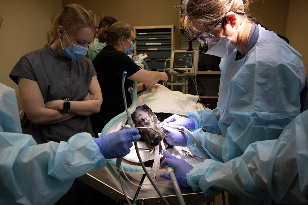Dental procedure being performed on dog