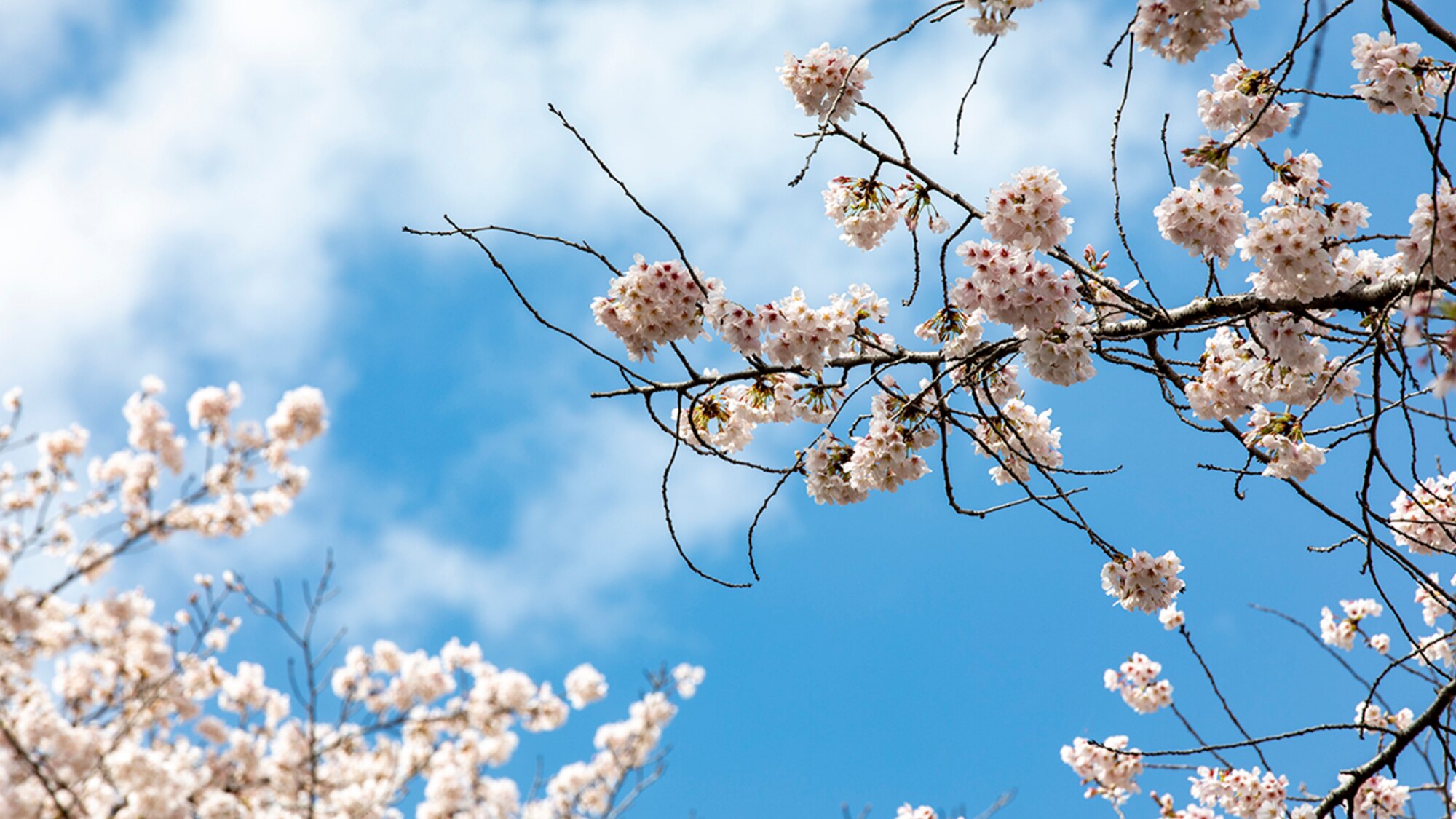2023春の桜まつりをチームヨコタが祝う > 横田基地 > ニュース