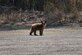 Photo of a black bear cub