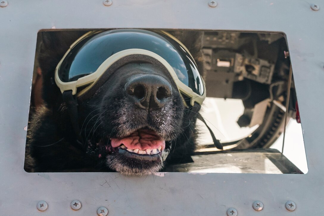 A military working dog wearing goggles sticks his head out of an aircraft’s window.