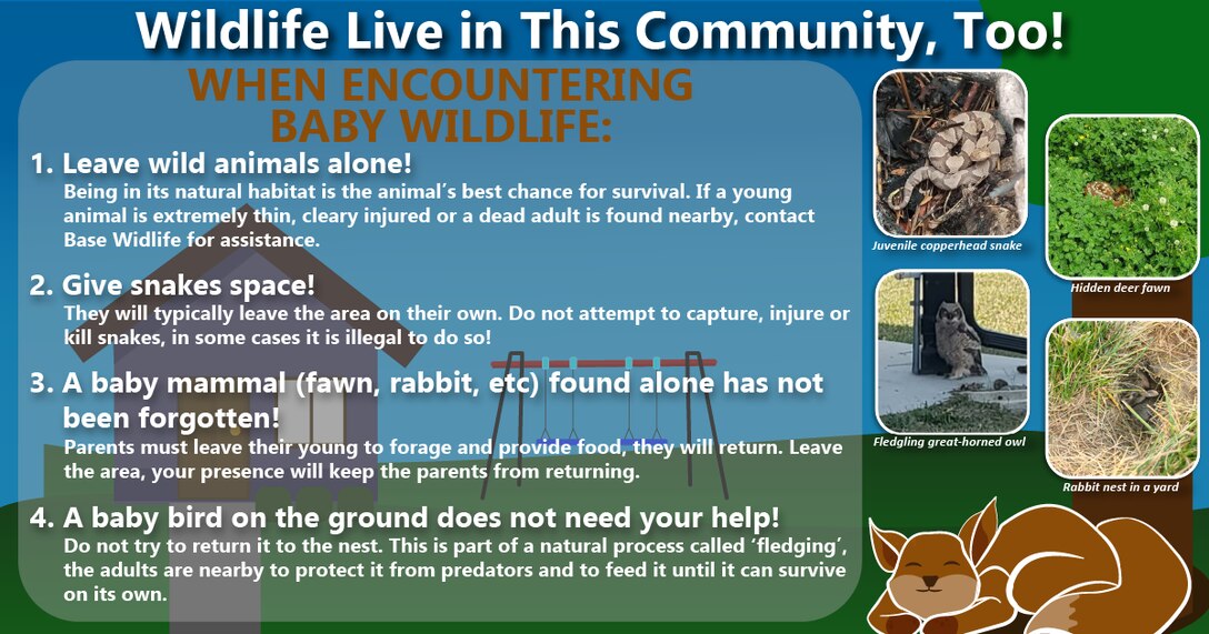 Wildlife Live in this Community Too