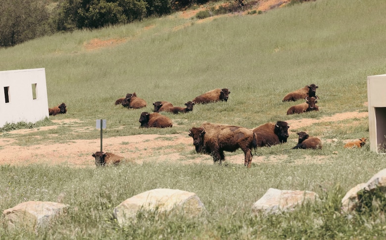 Bison thrive living on Camp Pendleton