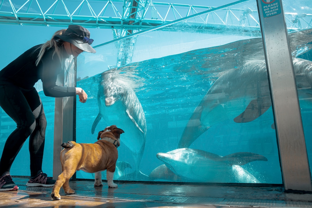 A dog standing next to a trainer looks at dolphins through a glass.