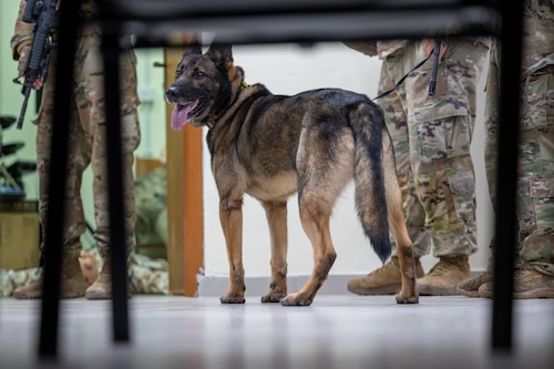 American, Italian, and Canadian forces participated in AASAB’s first coalition active shooter exercise on April 13, 2023.